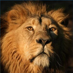 Majestic lion, symbolizing inner power and strength for hypnosis.