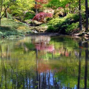 Calm river flowing gently through a serene natural landscape, surrounded by trees and greenery.