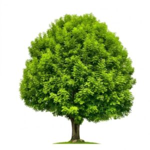 A strong, flexible tree, symbolizing resilience and adaptability through hypnosis.