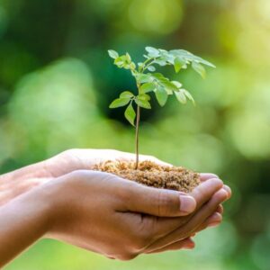Hand holding a small plant, symbolizing growth, abundance, and prosperity through hypnosis.