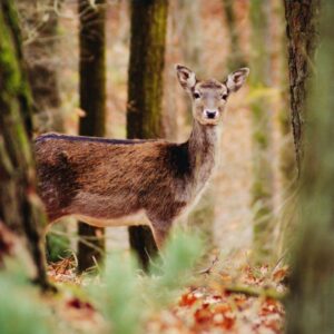 Deer standing alone in nature, symbolizing gentleness and compassion