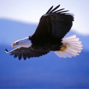 Eagle soaring high in the sky, symbolizing rising above challenges through hypnosis.