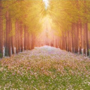 Colorful leaves and flowers in nature with sunlight filtering through, creating a vibrant and warm scene.