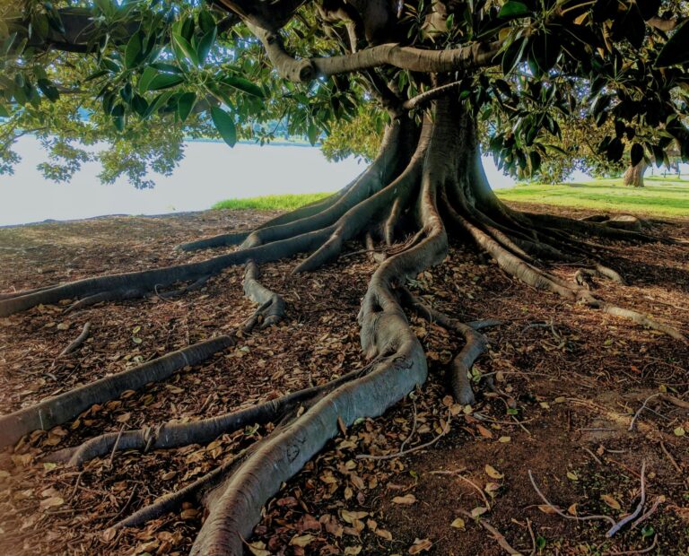 Tree with deep roots symbolizing stability and inner strength