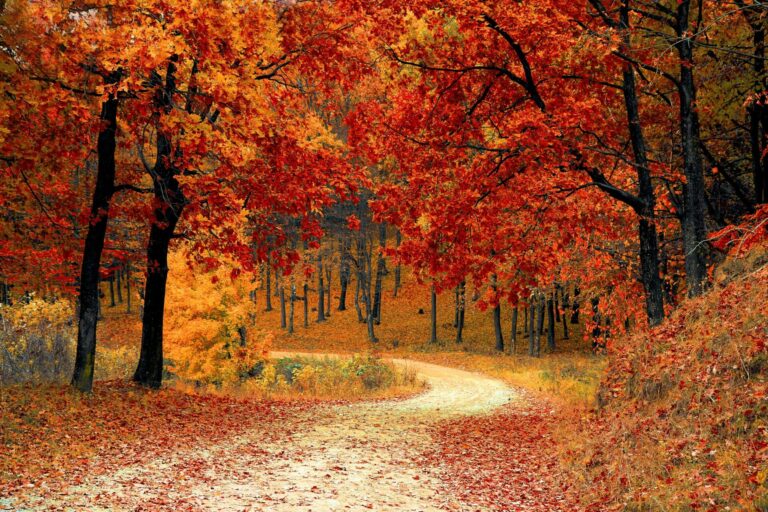 Autumn forest with golden leaves, a clear path, and soft light shining through, symbolizing a bright and open mind.