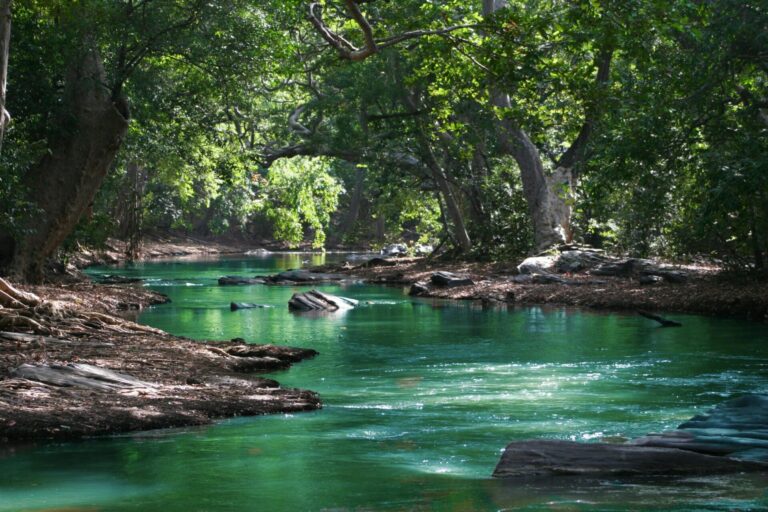 Calm river flowing through a forest, symbolizing stress relief, relaxation, and inner calm.