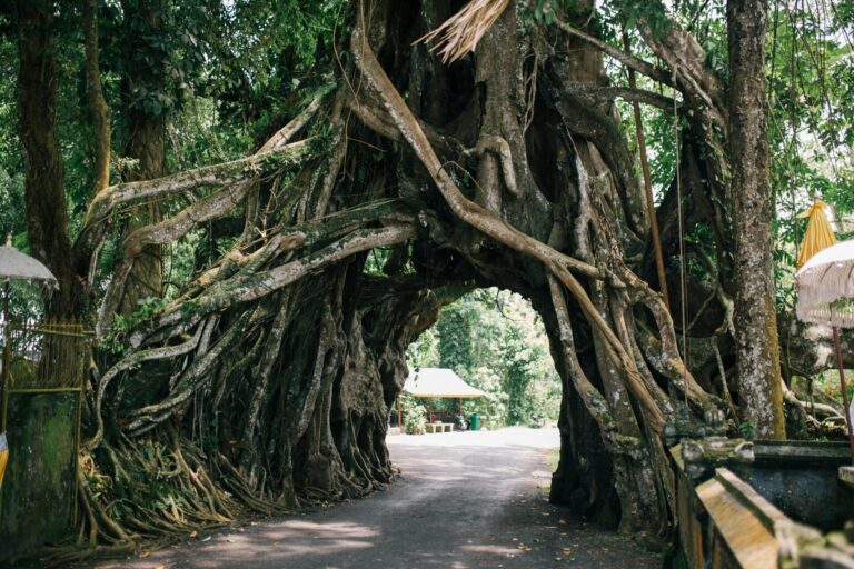 Tree with roots and branches glowing with different symbols, symbolizing inner wisdom and hidden parts of the self.