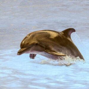 A dolphin leaping gracefully from the water, symbolizing movement, energy, and motivation for exercise.