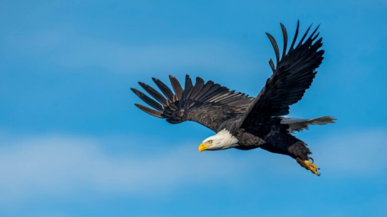 An eagle flying high in the sky, symbolizing strength, freedom, and the ability to rise above challenges