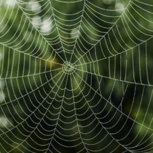 A detailed spider web with dewdrops against a blurred green background.