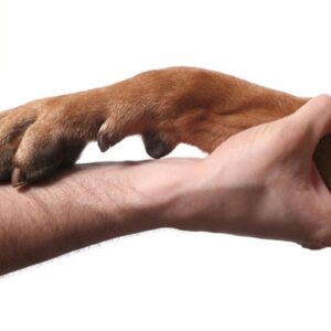 A dog’s paw resting gently on a human arm, symbolizing connection.