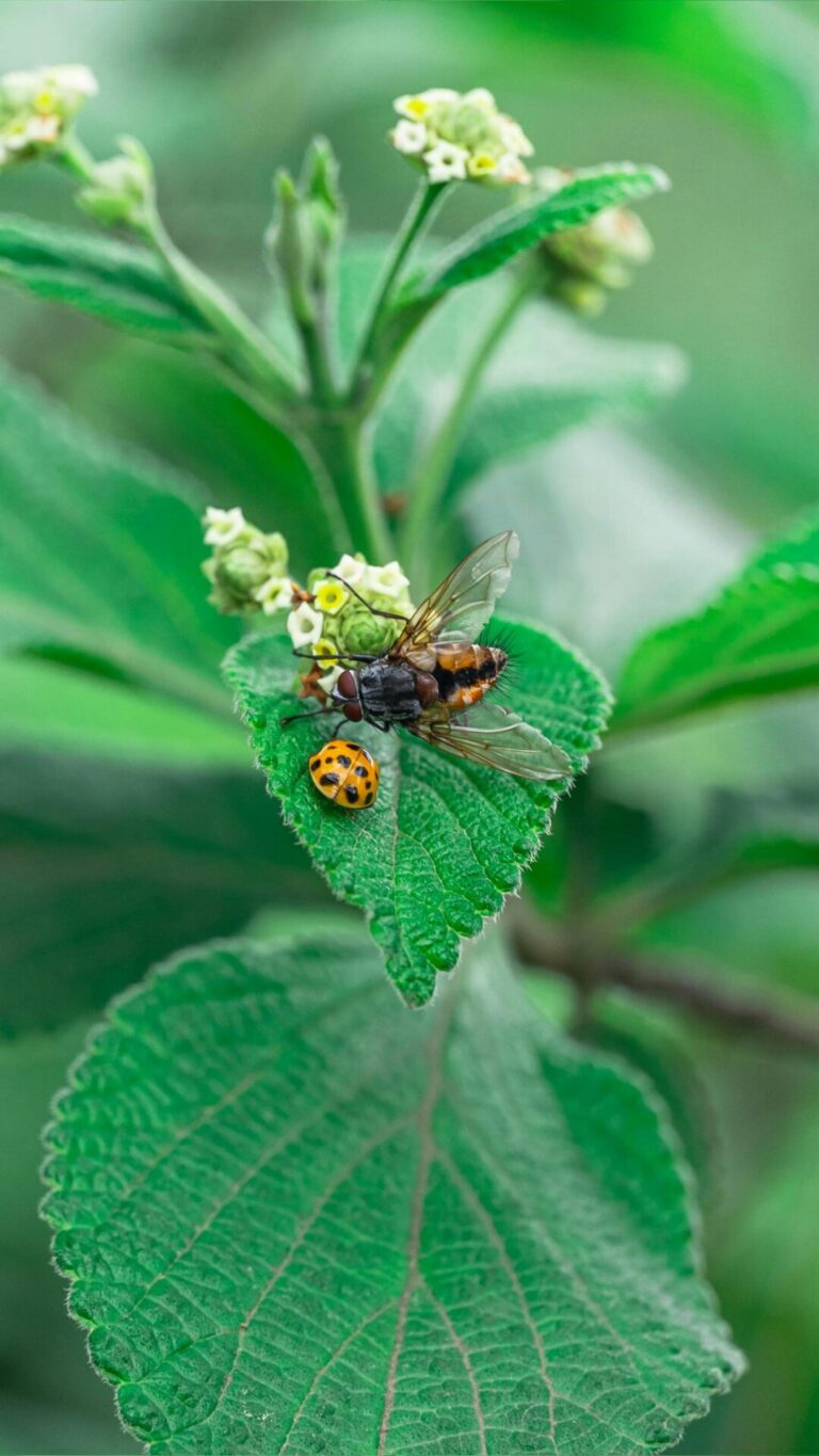 A close-up of a bee and a ladybug on a green leaf with small white flowers in the background.