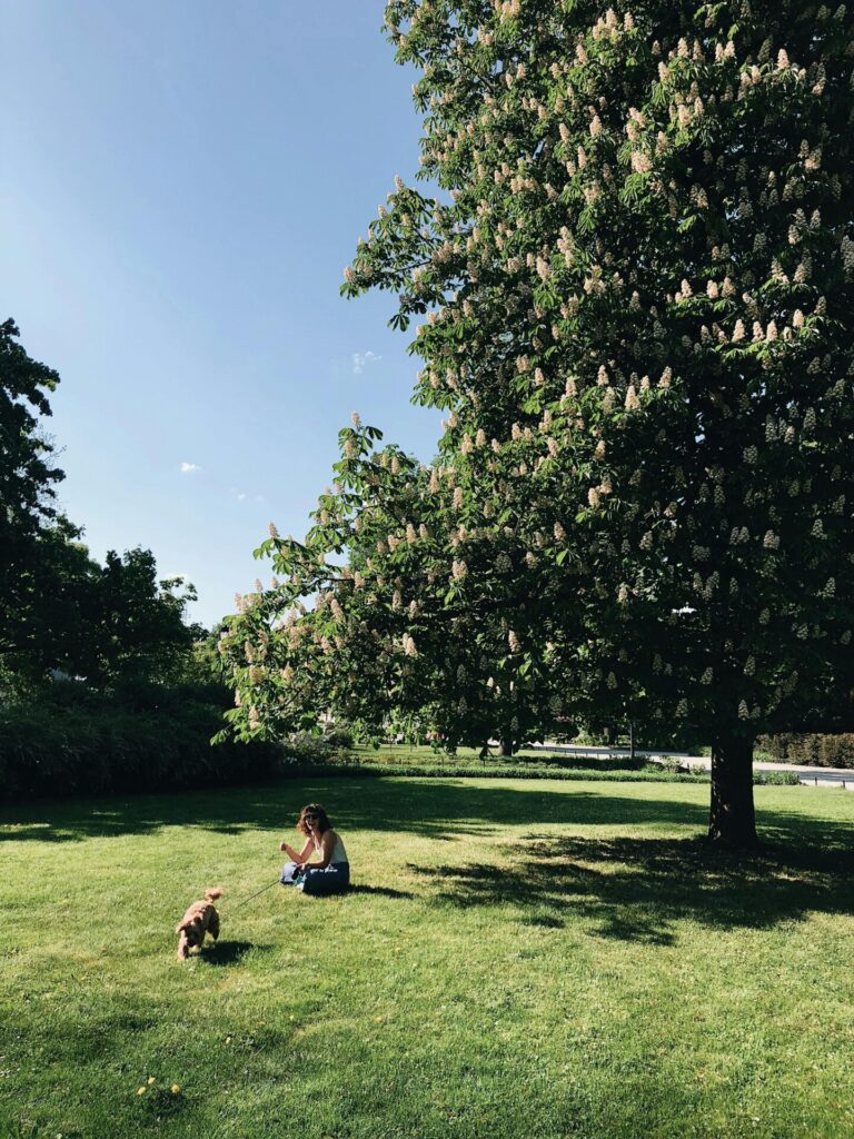 A woman sits on the grass under a large blooming tree, playing with her small dog on a sunny day in the park.