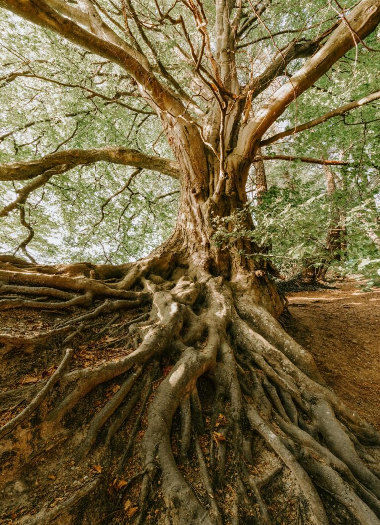 Roots of an old tree symbolizing strong family foundation and deep connection