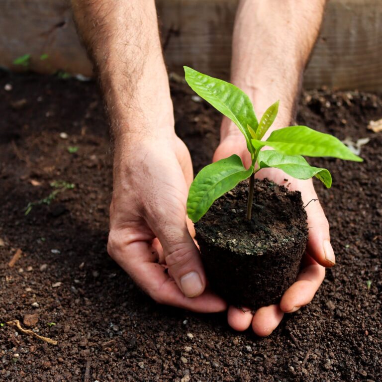 Hands planting a young tree in soil